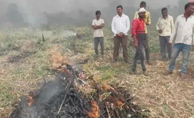 Angry Farmer Burns Onion Crop, Invites Eknath Shinde, Writes In Blood