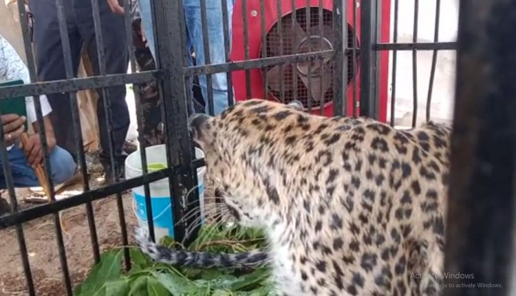 Ailing Leopard Rescued From Nuapada Forest In Odisha; Sunstroke Suspected