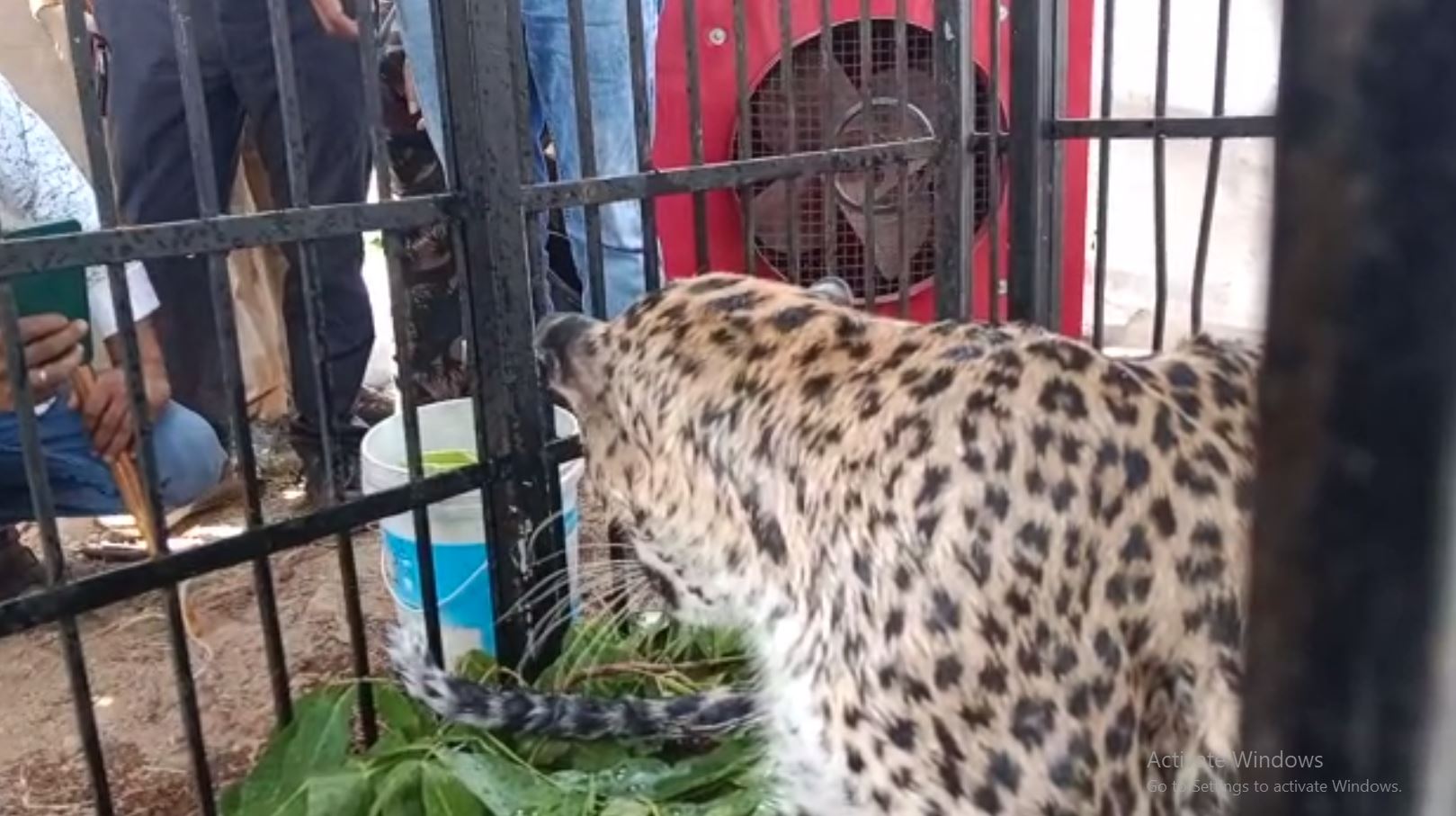 Ailing Leopard Rescued From Nuapada Forest In Odisha; Sunstroke Suspected