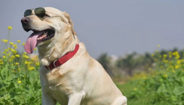 BMC Announces Bylaw On Pet Dogs In Bhubaneswar; Rs 10,000 Penalty For Violation