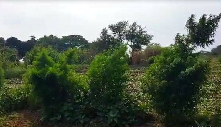 Ganja Farming Detected In Odisha’s Puri, Officials Start Destroying Plants