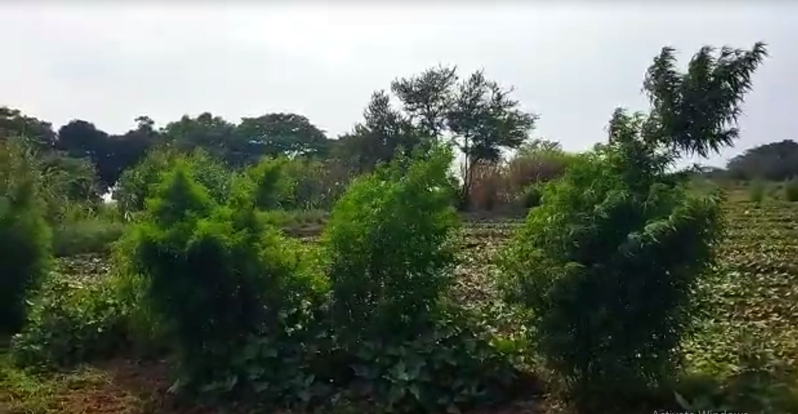Ganja Farming Detected In Odisha’s Puri, Officials Start Destroying Plants
