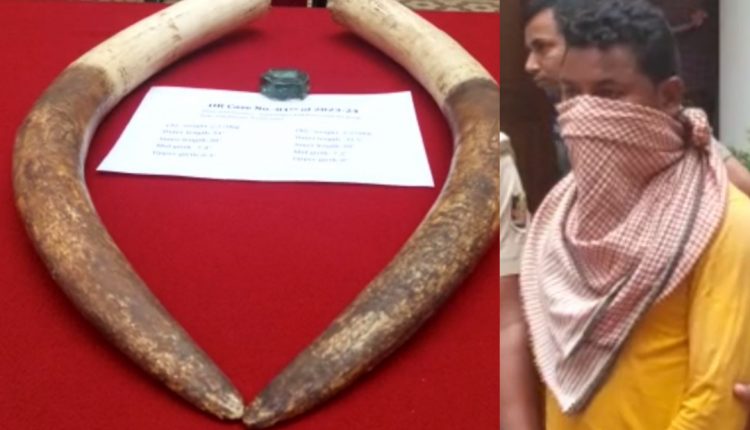 Poacher Arrested From Mayurbhanj Who Killing Elephant By Giving Poison In Bamboo