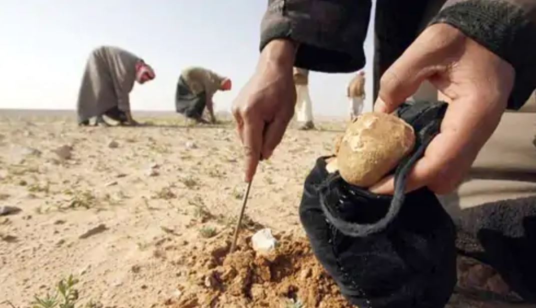 Syria ISIS Attack 31 Mushroom Pickers Killed