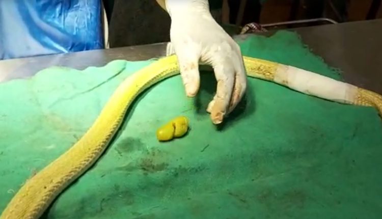 rose-apple-found-in-cobras-body