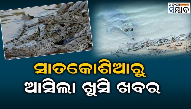 35 Gharial Hatchlings Born In Satkosia Gorge