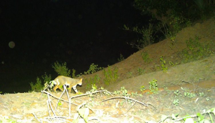 Baliguda Forest Department Issued Photo Of Unknown Animal