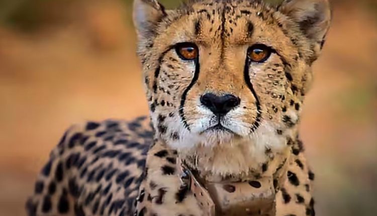 One Moe Cheetah Died In Kuno National Park