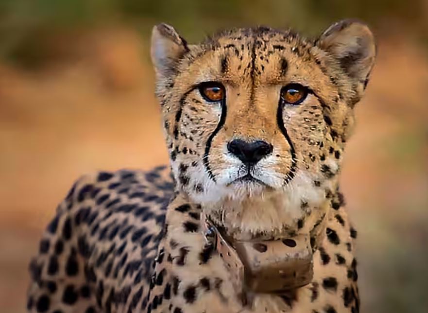 One Moe Cheetah Died In Kuno National Park
