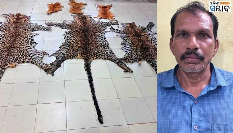 3 Leopard Skin & 3 Deer Skin Seized By STF One Arrested