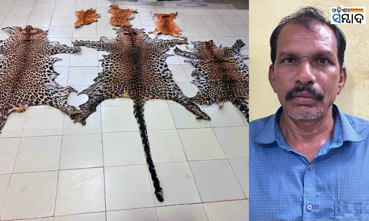 3 Leopard Skin & 3 Deer Skin Seized By STF One Arrested