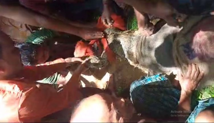 Mugger Rescued From Village Pond A Year After It Moved Away From Satkosia Sanctuary In Odisha