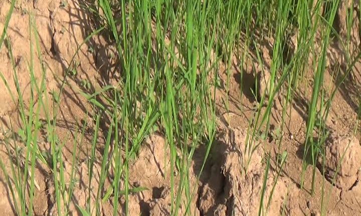 No Rain In Monsoon Season, Drought Like Situation In Rayagada