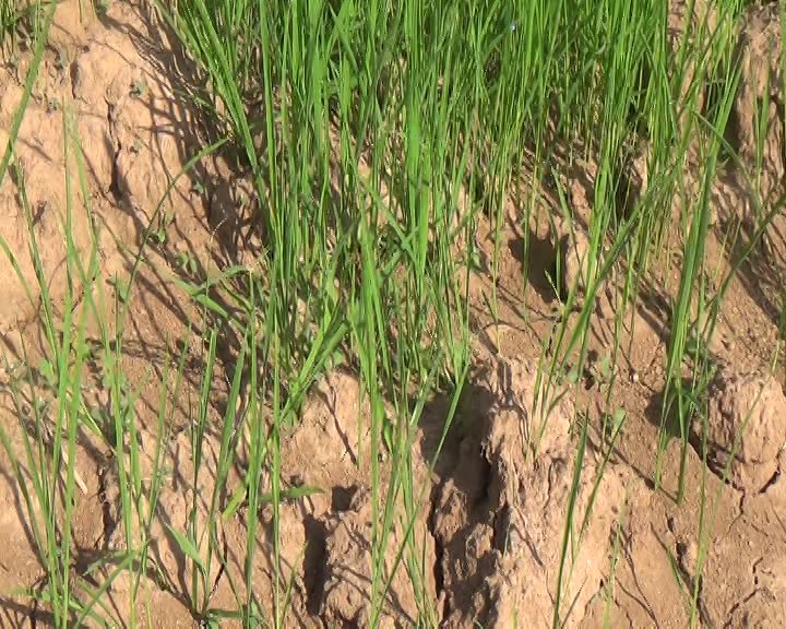 No Rain In Monsoon Season, Drought Like Situation In Rayagada