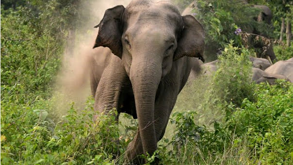 Odisha Govt To Tag Elephants With Radio Collars To Prevent Loss Of Lives