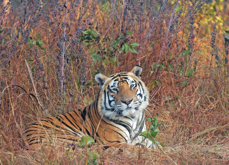 Tiger Population Doubles In Similipal, Total Number Drops To 20 In Odisha