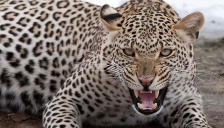 Two Injured In Leopard Attack In Angul