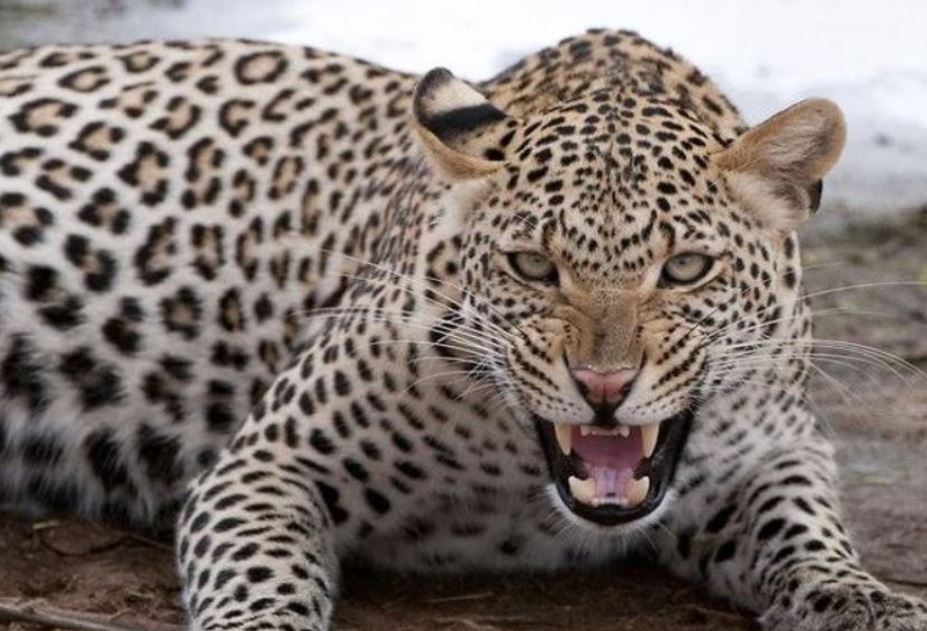 Two Injured In Leopard Attack In Angul