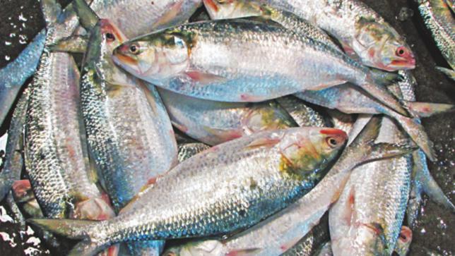 Onset Of Monsoon Brings Down Hilsa Cost To Rs 250 In Odisha’s Balasore